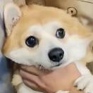用户