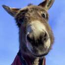 用户