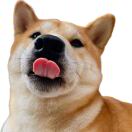 用户