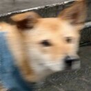 用户