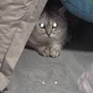 用户